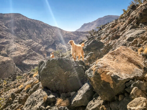 goat in canyon Alila Jabal Akhdar