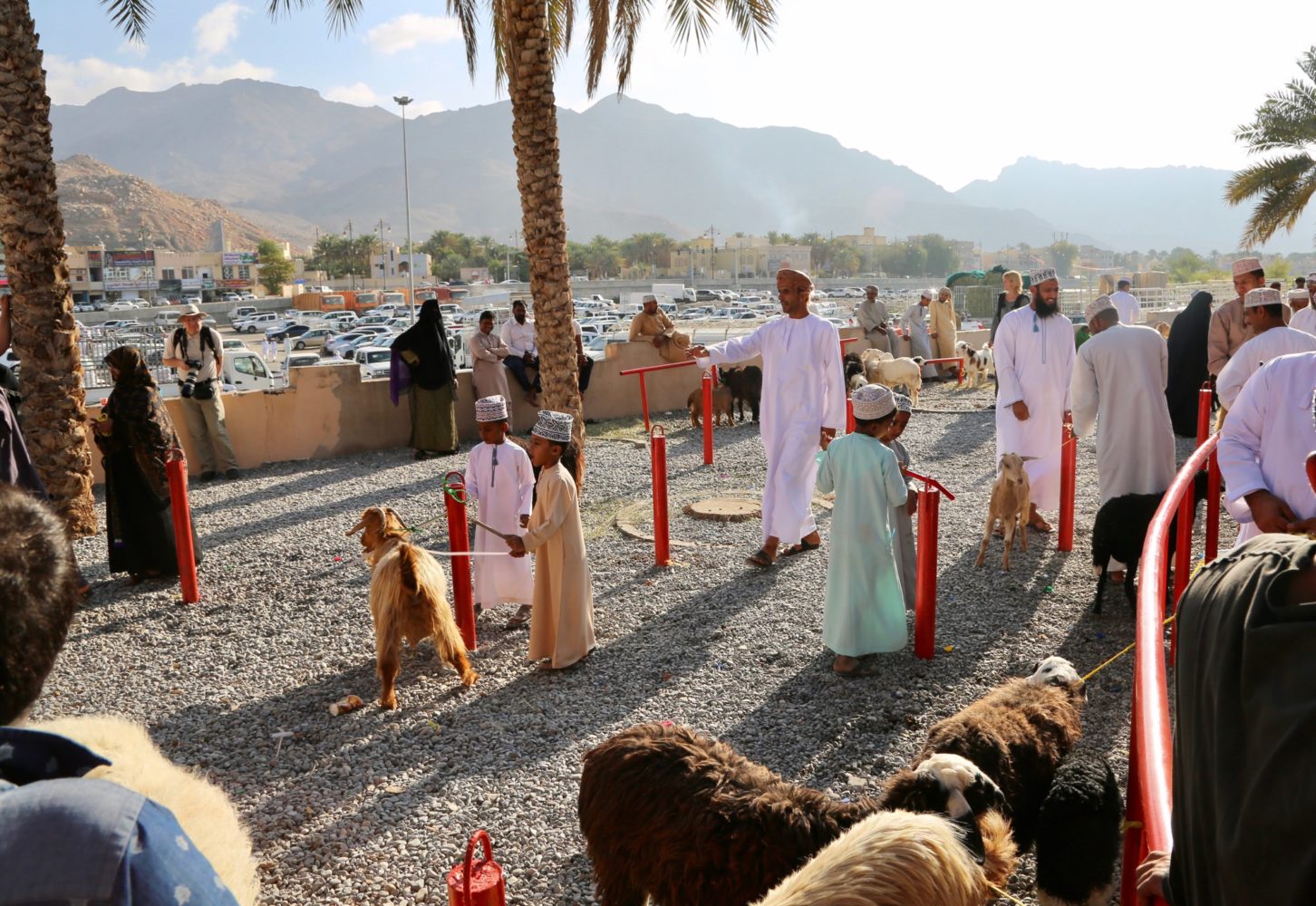 Nizwa Goat Market kids