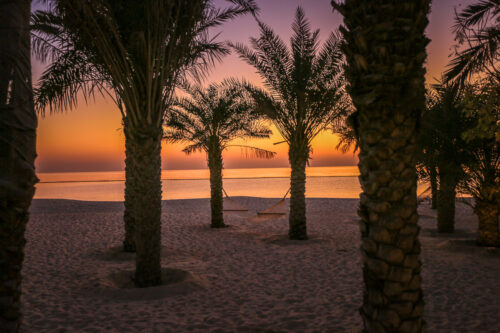Six Senses Zighy Bay palm trees dawn