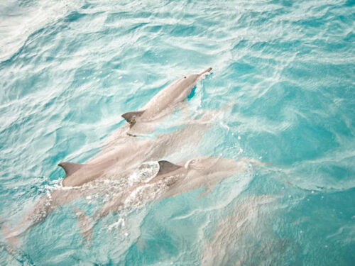 Fernando de Noronha spinner dolphins