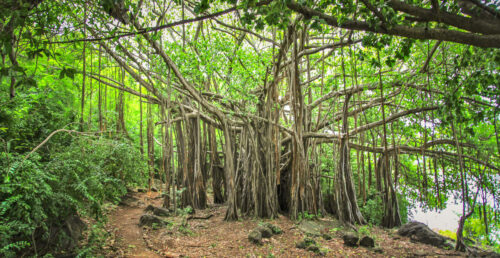 Fernando de Noronha tree