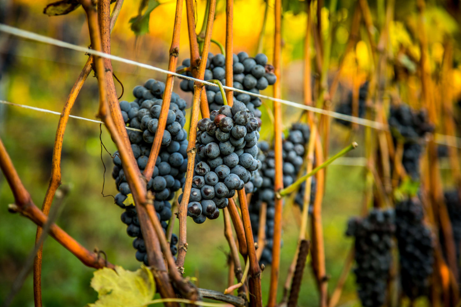 Ripe Nebbiolo grapes on vine