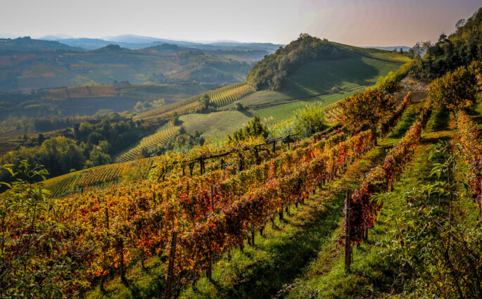 Via Ginestra at harvest time