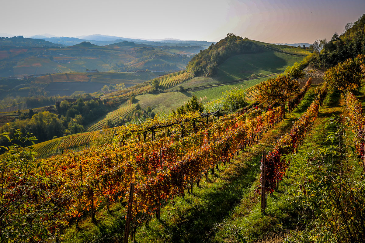 Via Ginestra at harvest time