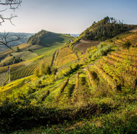 HARVESTING GRAPES IN PIEDMONT ITALY