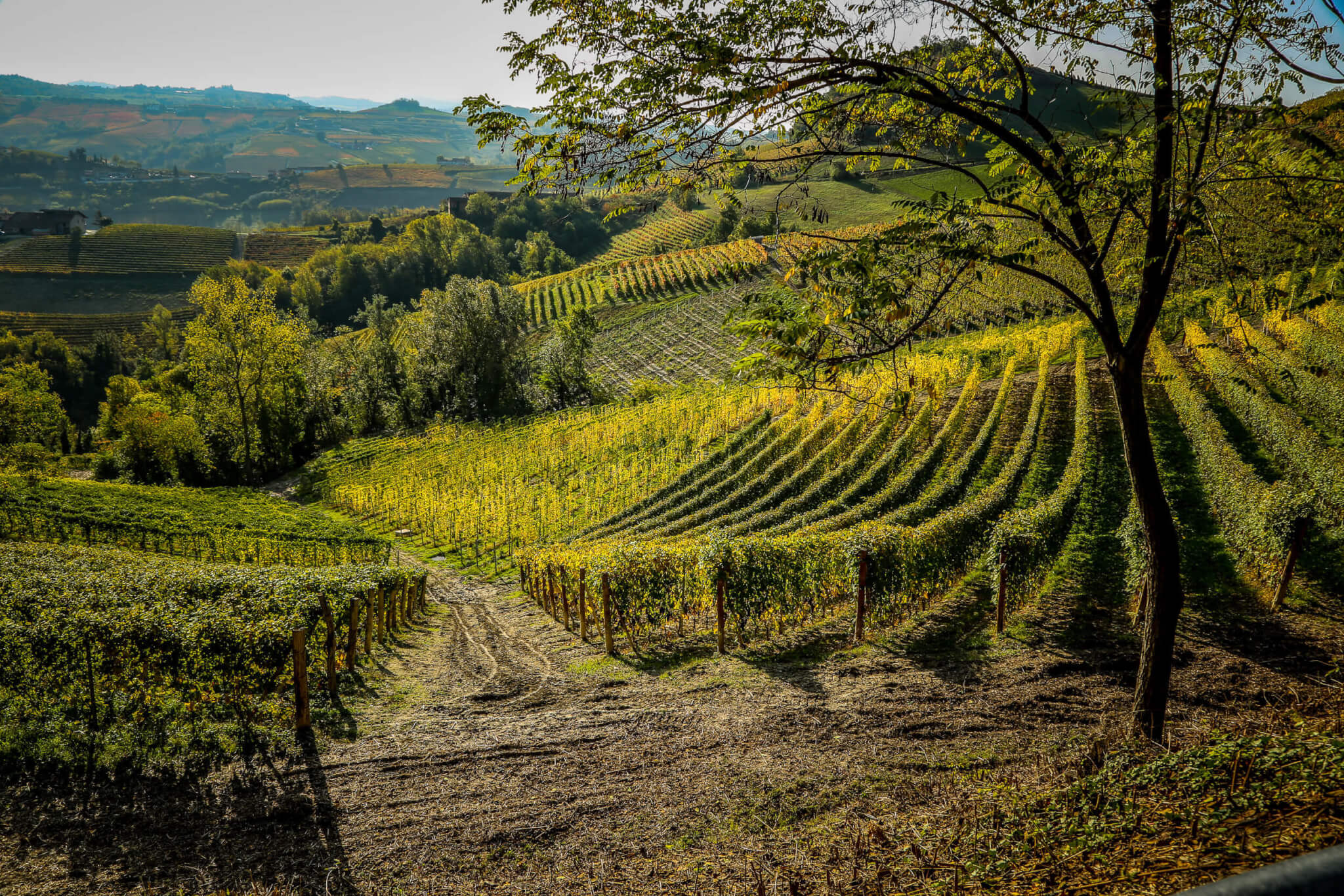 Vineyards along the Via Ginestra Barolo