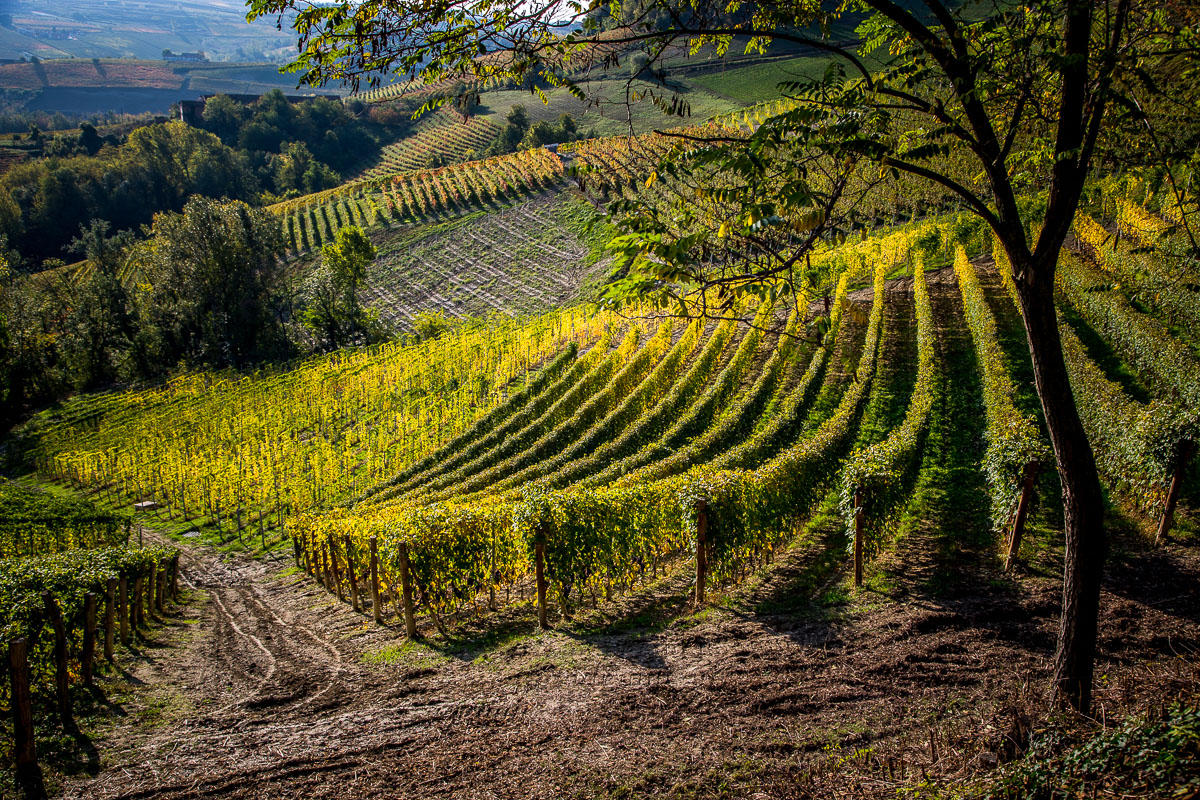 Vineyards on Via Ginestra