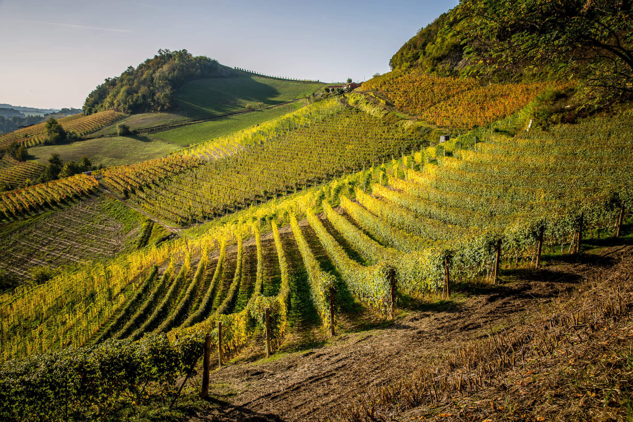 Elio Grasso vineyards in sun