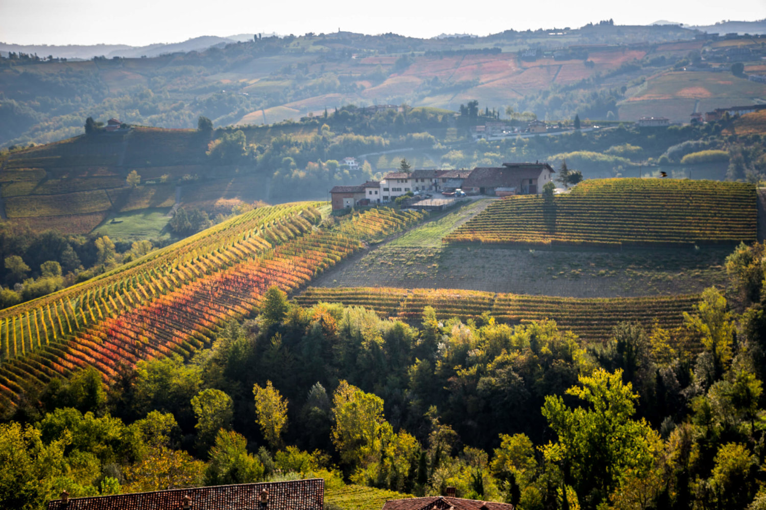 Harvest season Via Ginestra