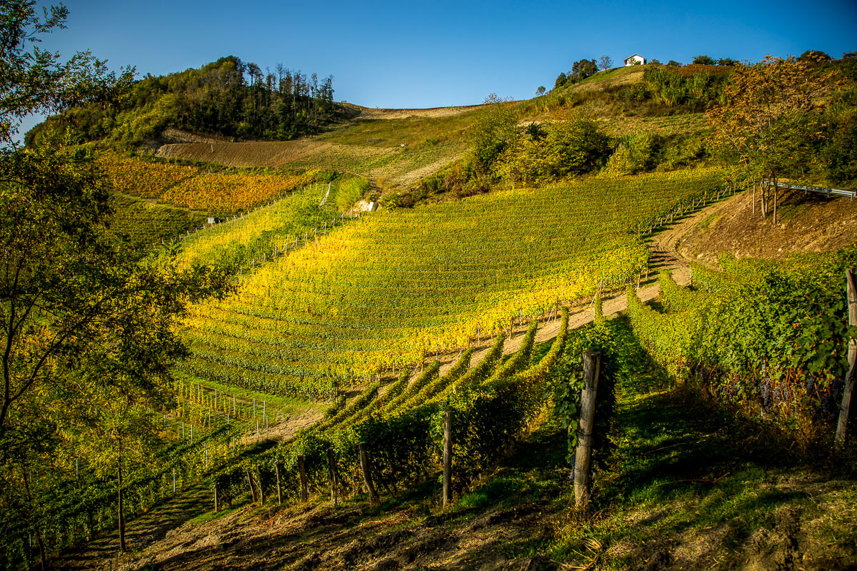 view of vineyards along Via Ginestra at harvest time