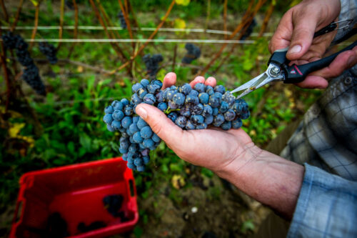 trimming grapes Monforte d Alba