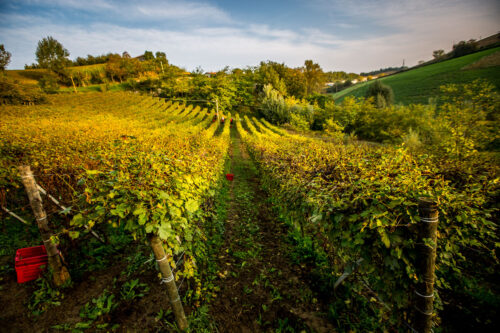 Attimo vineyards Monforte