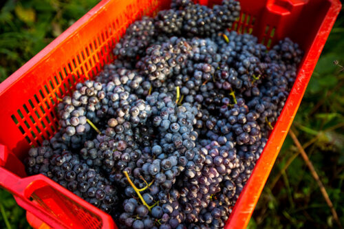 carton of fresh harvest grapes