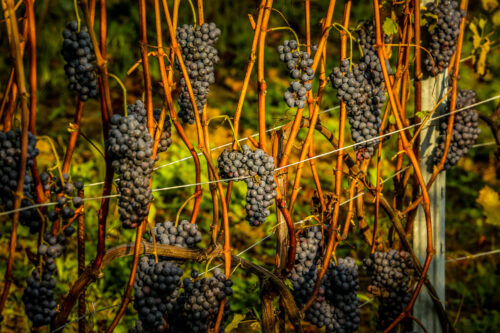 Barolo grapes before harvesting Attimo wine