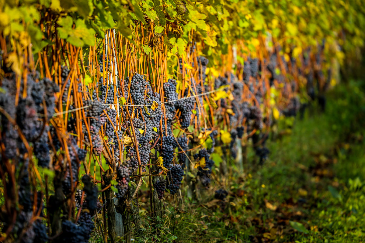 Grapes before harvest Monforte d Alba