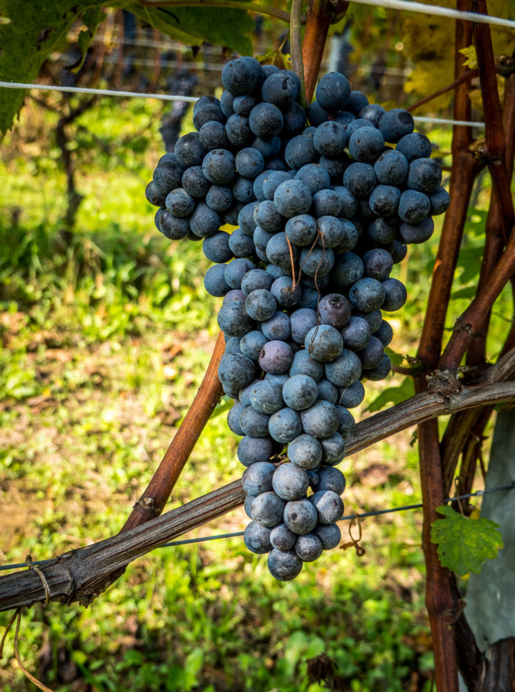 The perfect Nebbiolo bunch