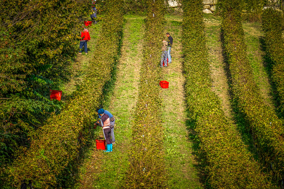 picking crew Barolo harvest