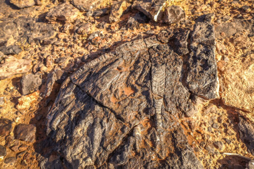 fossil in desert Iriki Lake Sahara Morocco