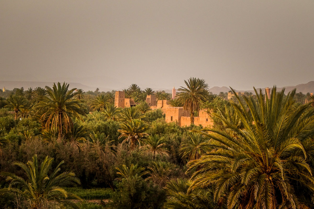 view of palm oasis Dar Ahlam