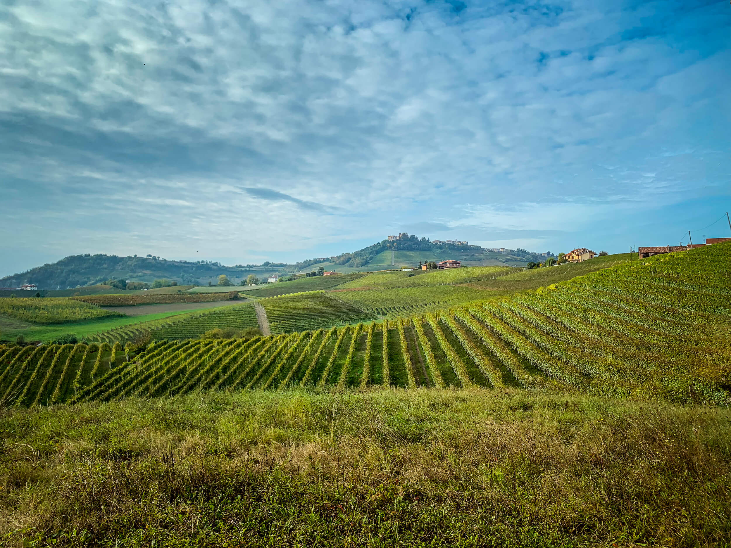 Simone Scaletta vineyard view