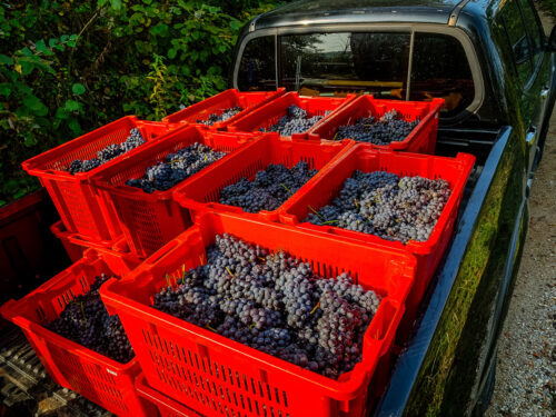 grapes after harvest Monforte d Alba