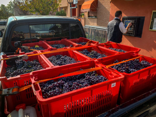 weighing grape harvest monforte d alba