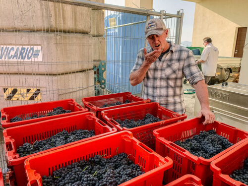 tasting for sugars from the fresh harvest