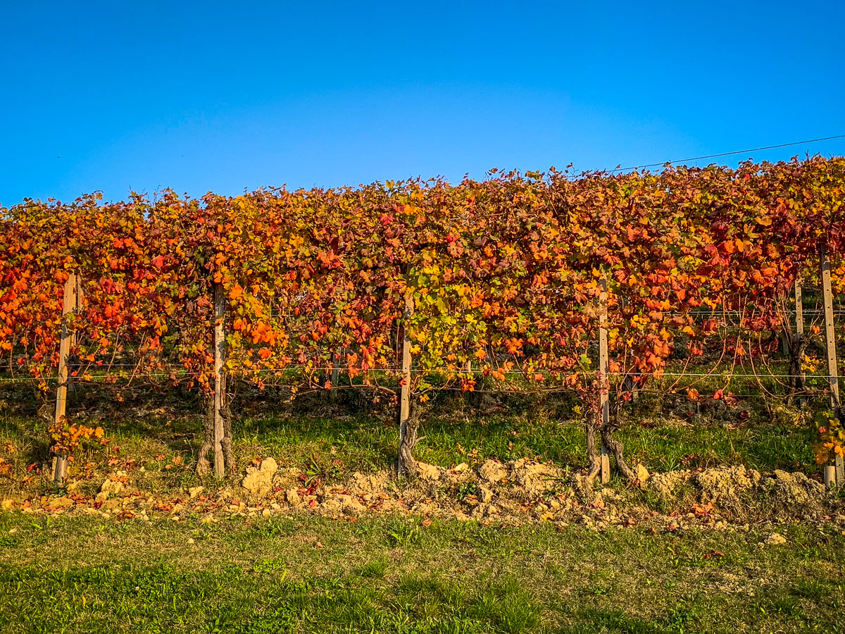 Grapes in fall colors Monforte d Albe