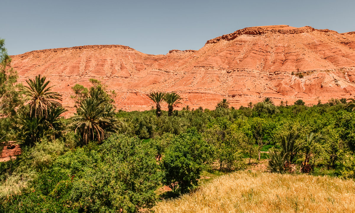 Oasis in Morocco 