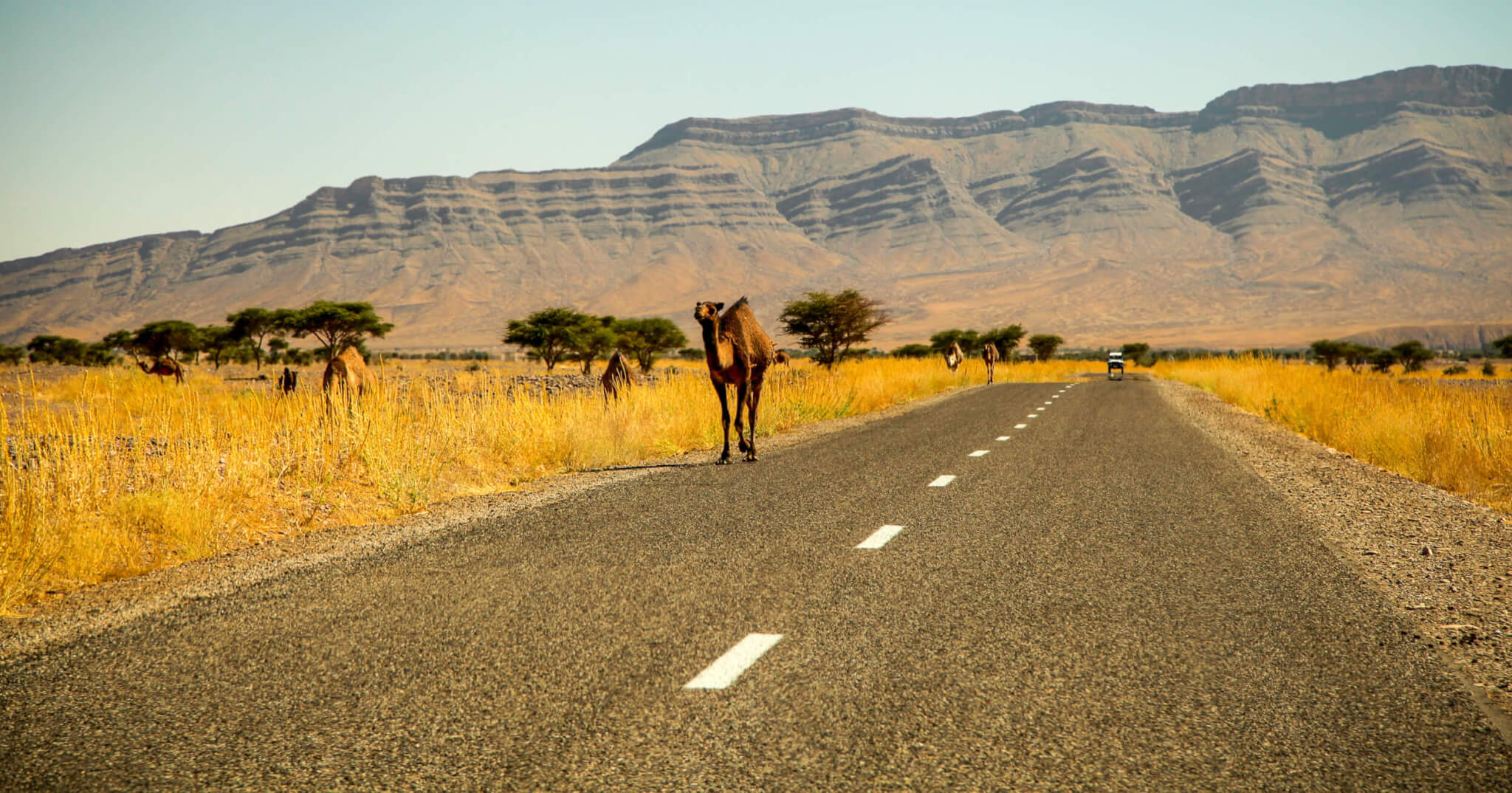 Camels along the road Ouarzzazate Morocco