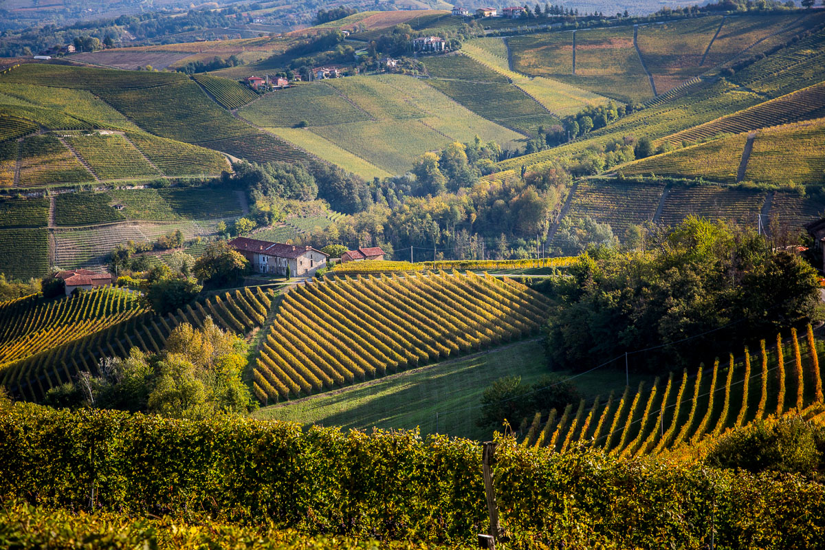 Vineyard view from Via Ginestra