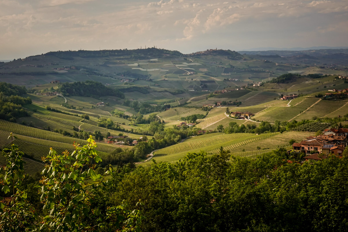 Fields from Monforte dAlba