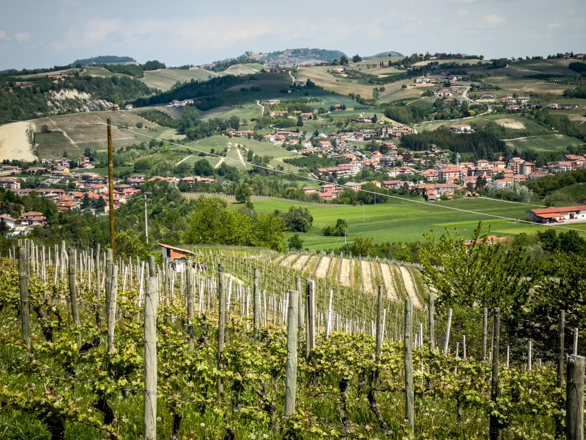 vineyard view Manfredi Bricco Rosso