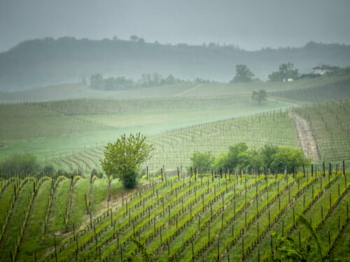 View of Simone Scaletta vineyards