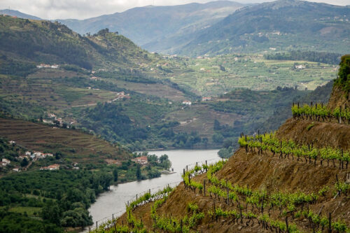 Douro Valley vine plantings