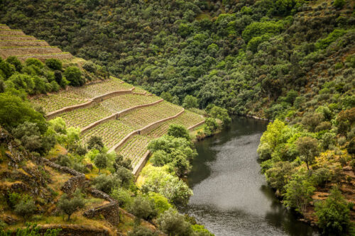 hillside Quinta do Panascal