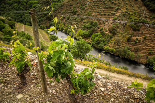 Quinta do Panascal vine