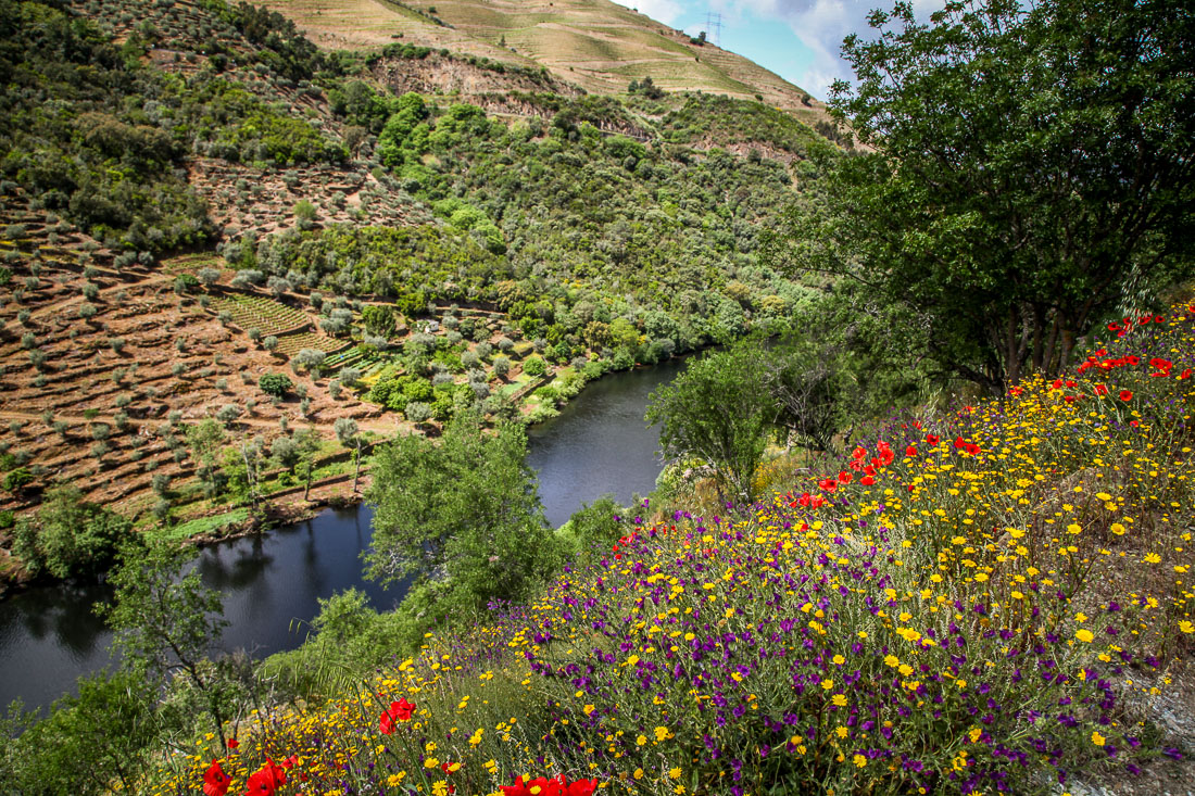 Quinta do Panascal flowers