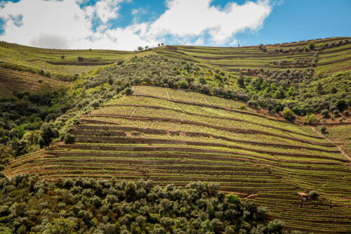 view from boat Douro Exclusive river boat ride