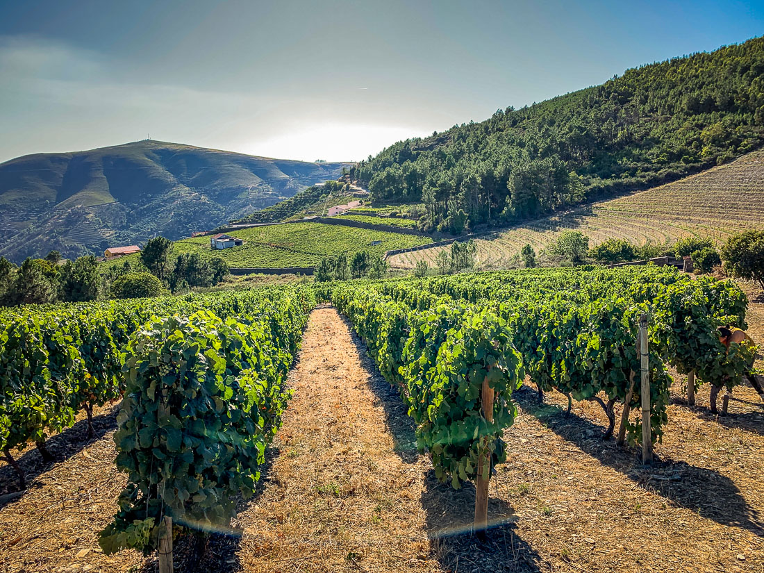 Quinta do Cume vineyards