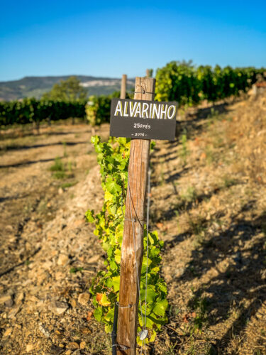 Quinta do Cume alvarinho grapes