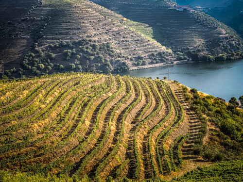 vineyards on hills Douro River Valley