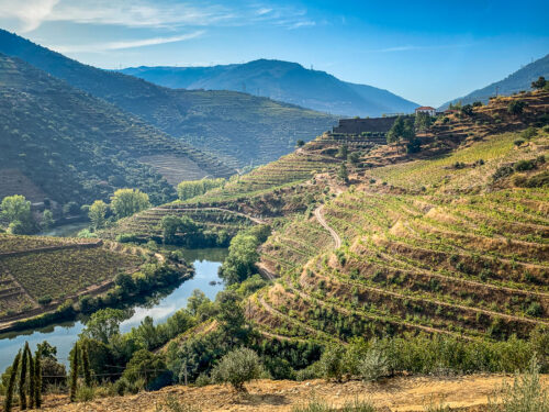 Vila Galé Douro vineyards