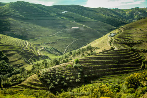 Douro Valley green hills