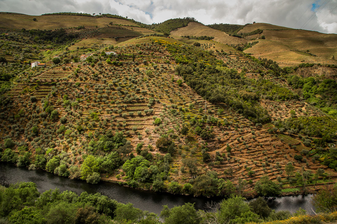 Quinta do Panascal terraces