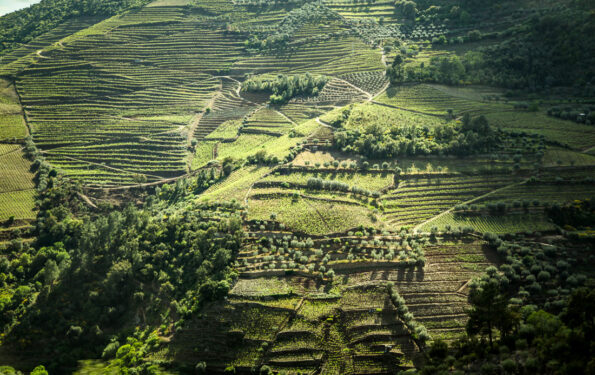 Douro Exclusive Best wine tour Douro Valley