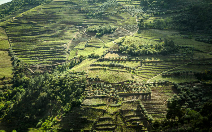 Douro Exclusive Best wine tour Douro Valley