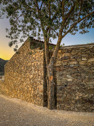 tree in wall Vila Galé Douro