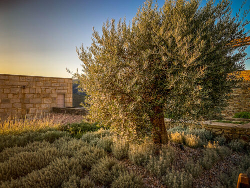 Vila Galé Douro olive tree