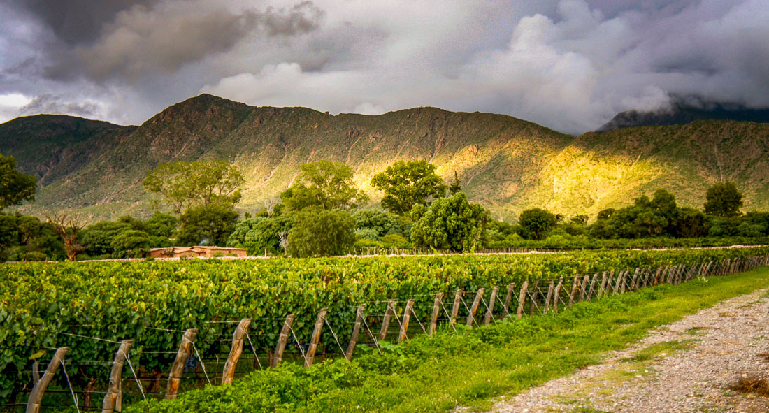 Estancia Colomé Hotel vineyard views